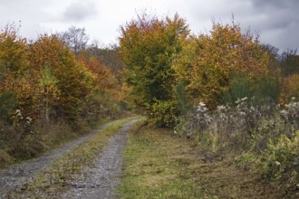 A narrow path leads through an autumnal forest with thick bushes, Freudenberg North