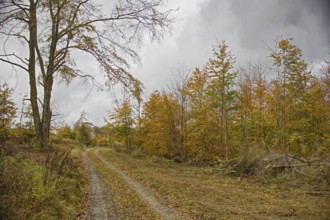 A forest trail lined with autumn trees under a cloudy sky, Freudenberg, North Rhine-Westphalia