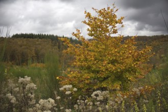 Autumn landscape with colorful foliage and dramatic clouds in the sky, Freudenberg, North
