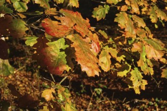 Close-up of autumn leaves in warm sunlight, Nettetal
