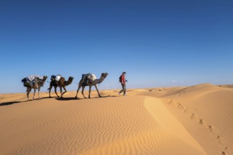 Desert caravan, camels, guide, desert, dunes, Sahara, Tunisia, camel, camel trekking, caravan,