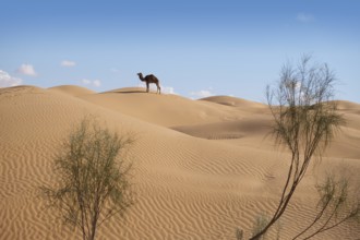 Desert caravan, camels, guide, desert, dunes, Sahara, Tunisia, camel, camel trekking, caravan,