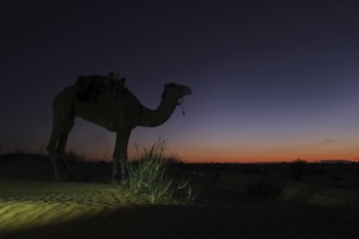 Camel, twilight, silhouette, desert, Sahara, Tunisia, dromedary, twilight