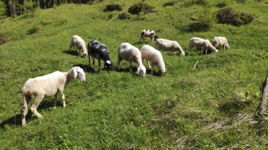 Carniola stone sheep, Slovenia