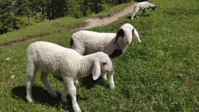 Carinthian spectacled sheep, Slovenia
