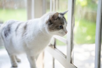 House cat in front of a window