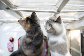 Two house cats in front of a window
