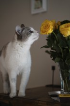 House cat, smelling of yellow roses