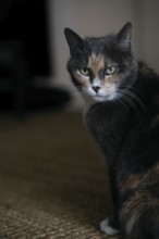 Portrait of a house cat