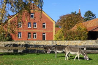 Donkey in a pasture, old three-sided farm, Lüdersen mountain village, city of Springe, Hanover