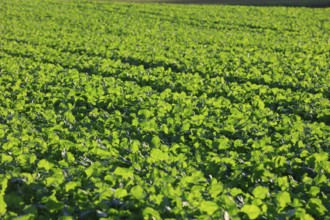 Grünes Feld, mountain village Lüdersen, City of Springe, Hanover Region, Lower Saxony, Germany