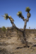Yoshua tree Kateen in the desert near Seligman, Arizona. USA