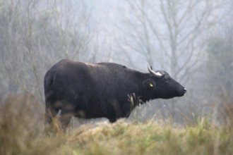 Weathering water buffalo cow in landscape management, pristine landscape, November atmosphere, fog,