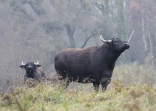 Two weathering water buffalo cows in landscape management, pristine landscape, November atmosphere,