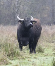 Weathering water buffalo cow in landscape management, pristine landscape, November atmosphere, fog,