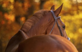 A tall chestnut male horse (equus caballus) in a leather bridle and unbraided mane amid autumn