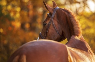A tall chestnut brown horse (equus caballus) with a bridle in soft golden light amid autumn leaves