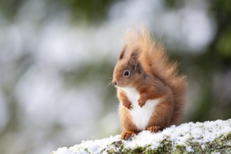 Red Squirrel, Sciurus vulgaris on a snowy branch in Aberfeldy, Perthshire, Scotland, UK