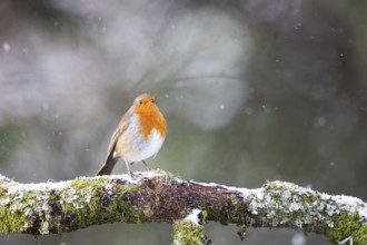 European Robin Erithacus rubecula on a snowy branch in Aberfeldy, Perthshire, Scotland, UK