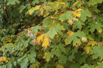 Borken, NRW, Germany, Maple leaves transforming into yellow and green colors on a tree branch,