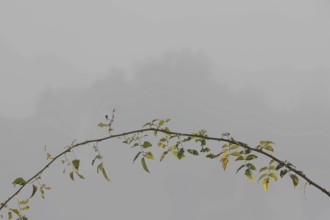 Arc-shaped branch of a wild rose with heavily corroded leaves in front of a foggy landscape, symbol