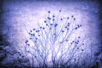 Starlings grouping up to migrate south on a cold wntyer day