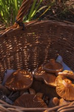 Freshly collected edible mushrooms in a woven basket, illuminated by sunlight, give off an autumnal