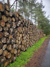 Stacked wood along a forest path surrounded by pine trees and a cloudy sky, forest in 26209 Hatten,