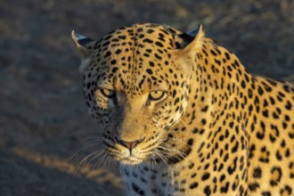 Leopard (Panthera pardus), Khomas Region, Namibia