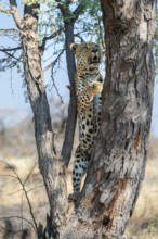 Leopard (Panthera pardus), Khomas Region, Namibia