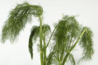 Fresh organic fennel sprigs on white background copy-space