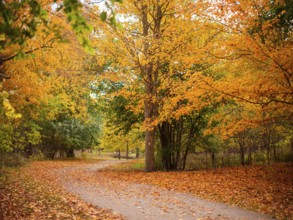 Peaceful path curving through a forest of orange-leaved trees during autumn along the Thames Valley