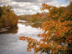 Orange leaves overlooking a scenic river under a cloudy sky in autumn in the Thames River Valley in