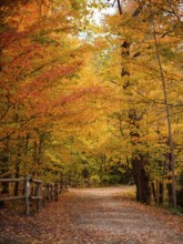 Autumn path surrounded by trees with vibrant orange leaves and a wooden fence along the Thames
