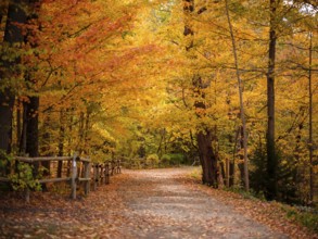 A tranquil forest path with a wooden fence bordered by colorful leaves along the Thames Valley