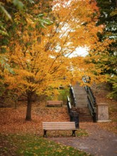 Park scene with a stairway surrounded by bright orange autumn leaves and benches along the Thames