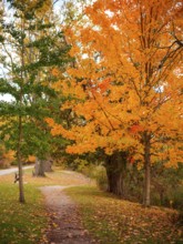 Bright orange autumn leaves on trees lining a narrow path along the Thames Valley Parkway in