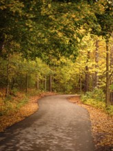 Winding path through a forest with trees in autumn foliage along the Thames Valley Parkway in