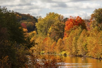 A picturesque scene of a river winding through a forest of bright autumn trees in the Thames River