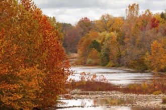 A tranquil river surrounded by lush autumn trees in vivid hues in the Thames River Valley in