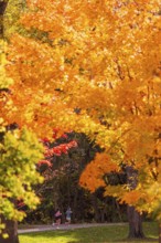 People jog along a path framed by brilliant autumn foliage along the Terry Fox Parkway in Greenway