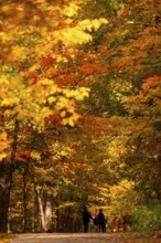 A couple walks down a path flanked by brilliant autumn leaves on the Thames Valley Parkway in