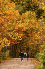 Several people walking on a path under a canopy of autumn leaves on the Thames Valley Parkway in
