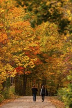 A couple walks along a path adorned with vibrant fall colors on the Thames Valley Parkway in