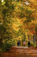 A serene path lined with bright autumn trees, with people walking through the Thames Valley Parkway