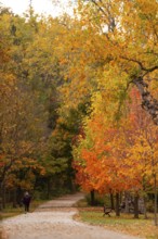 Solitary walker on a path with vibrant autumn foliage, nestled in a peaceful forest on the Thames