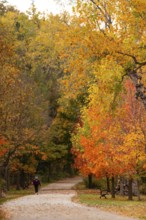A solitary person walking along a forest path surrounded by vibrant autumn leaves on the Thames