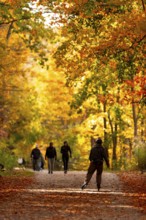 People walking on a forest path surrounded by vibrant autumn foliage on the Thames Valley Parkway