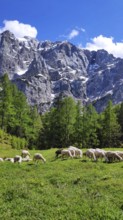 Flock of sheep in Triglav National Park, Slovenia