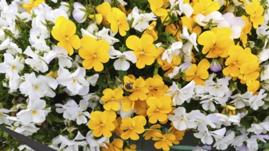 Horned Violet, (Viola cornuta), Slovenia